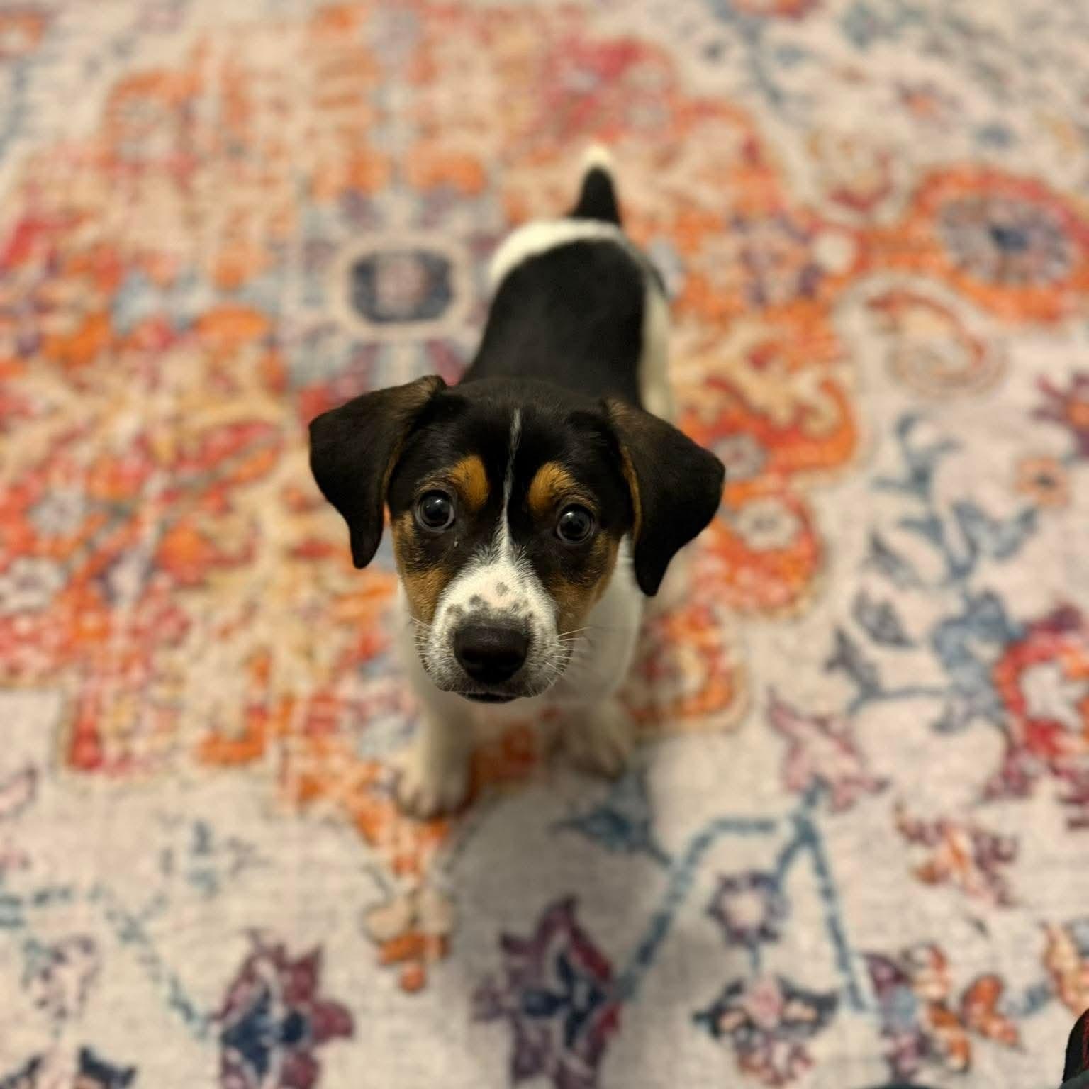 Gordo, ADOPTABLE, Puppy Male Hound & Mixed Breed.