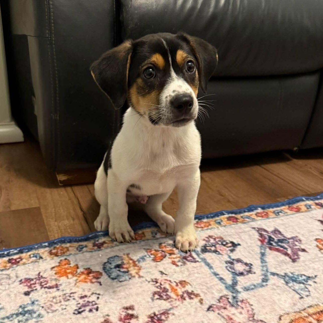 Enlarge Gordo, a ADOPTABLE mixed breed in Bethlehem, PA image 2/5