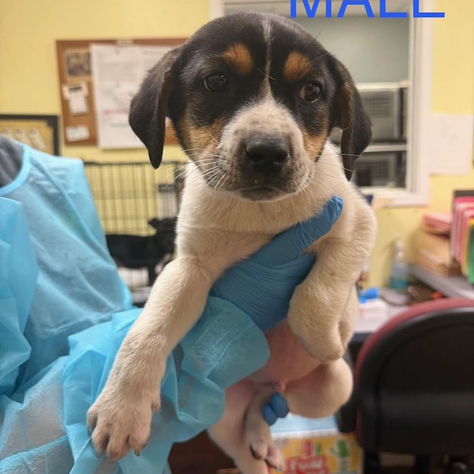 Enlarge Gordo, a ADOPTABLE mixed breed in Bethlehem, PA image 4/5