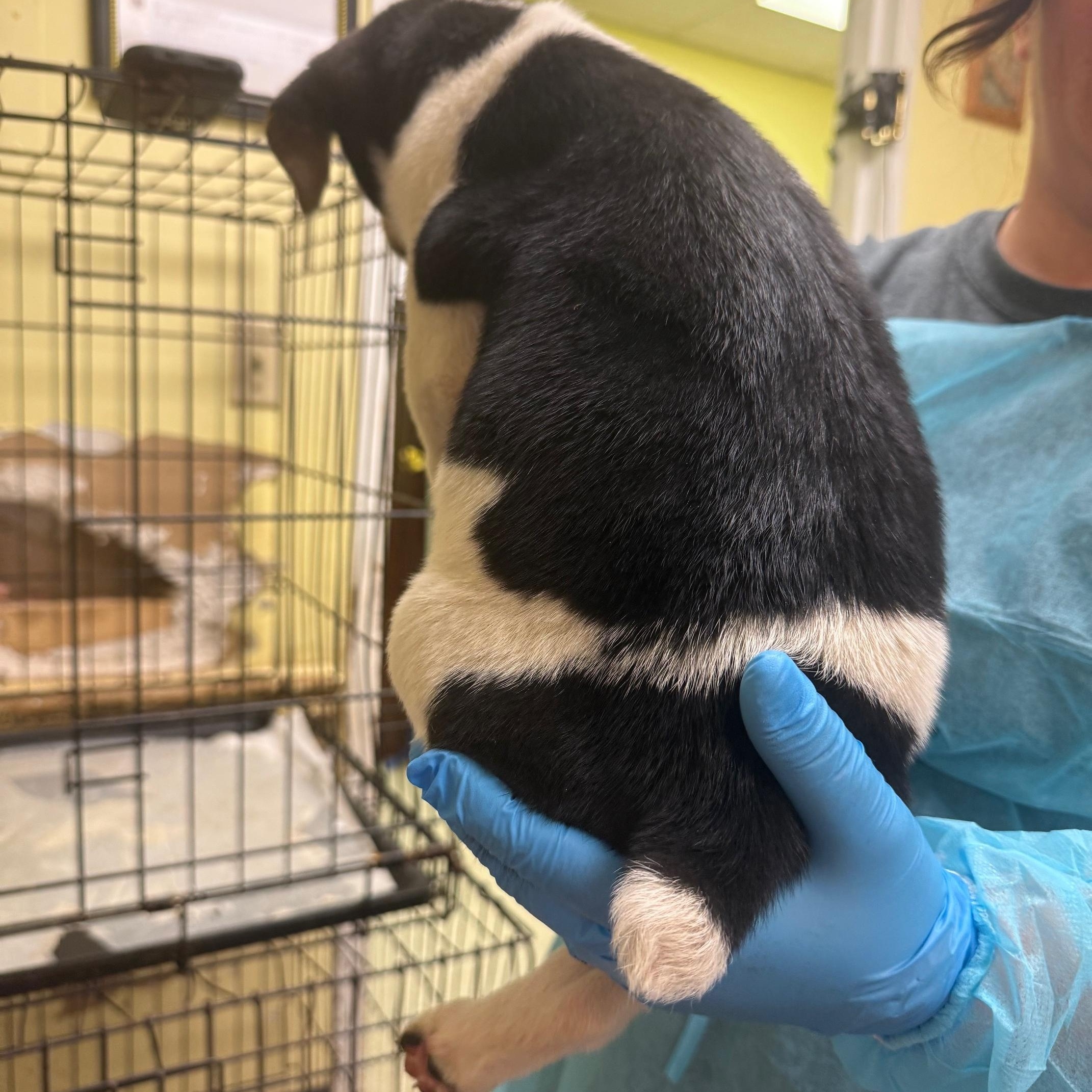 Enlarge Gordo, a ADOPTABLE mixed breed in Bethlehem, PA image 5/5