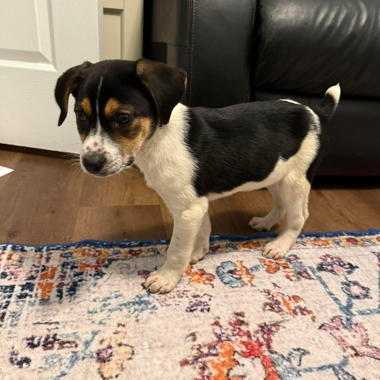 Enlarge Gordo, a ADOPTABLE mixed breed in Bethlehem, PA image 3/5