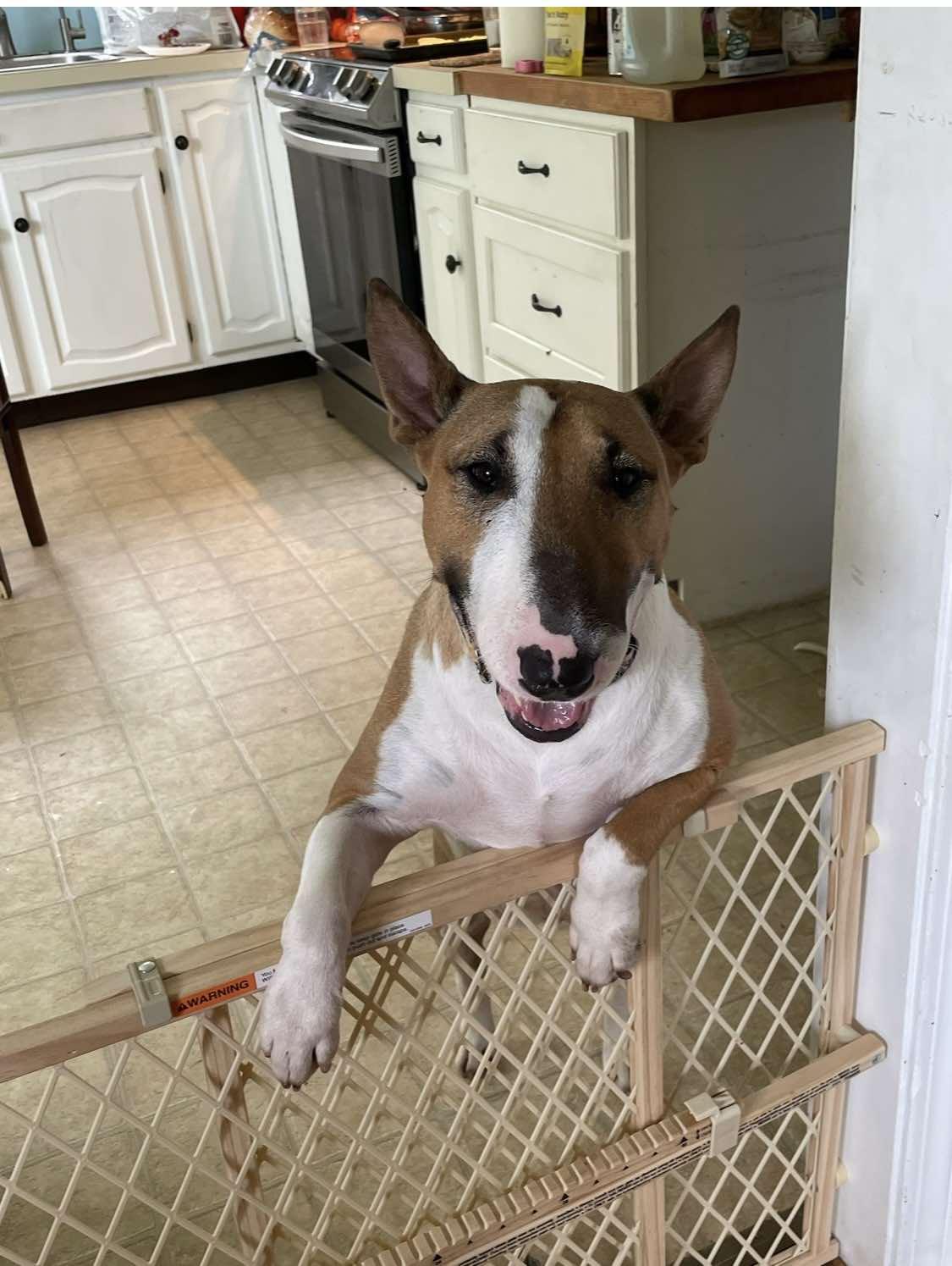 Enlarge 24-063 Juno, a Adoptable Bull Terrier in New York, NY image 1/6