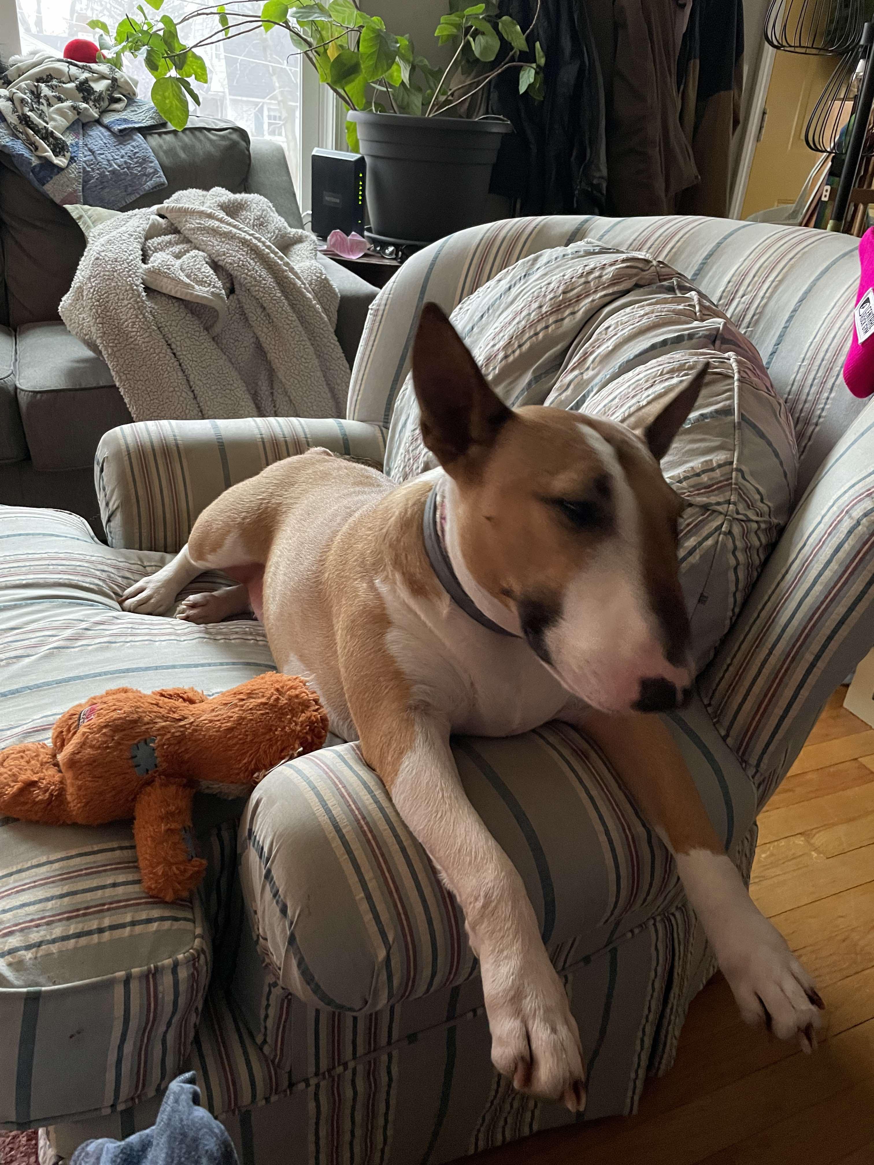 Enlarge 24-063 Juno, a Adoptable Bull Terrier in New York, NY image 4/6