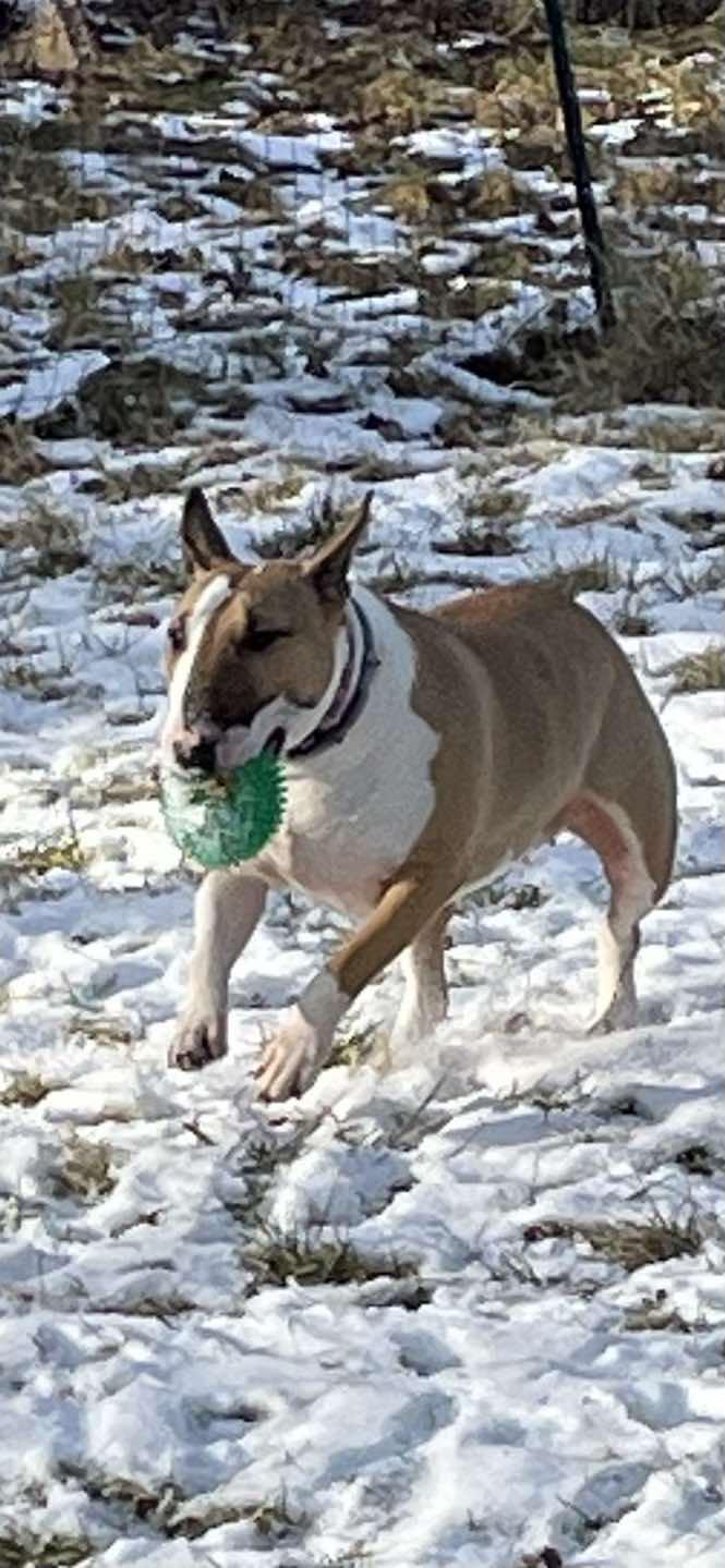 Enlarge 24-063 Juno, a Adoptable Bull Terrier in New York, NY image 5/6