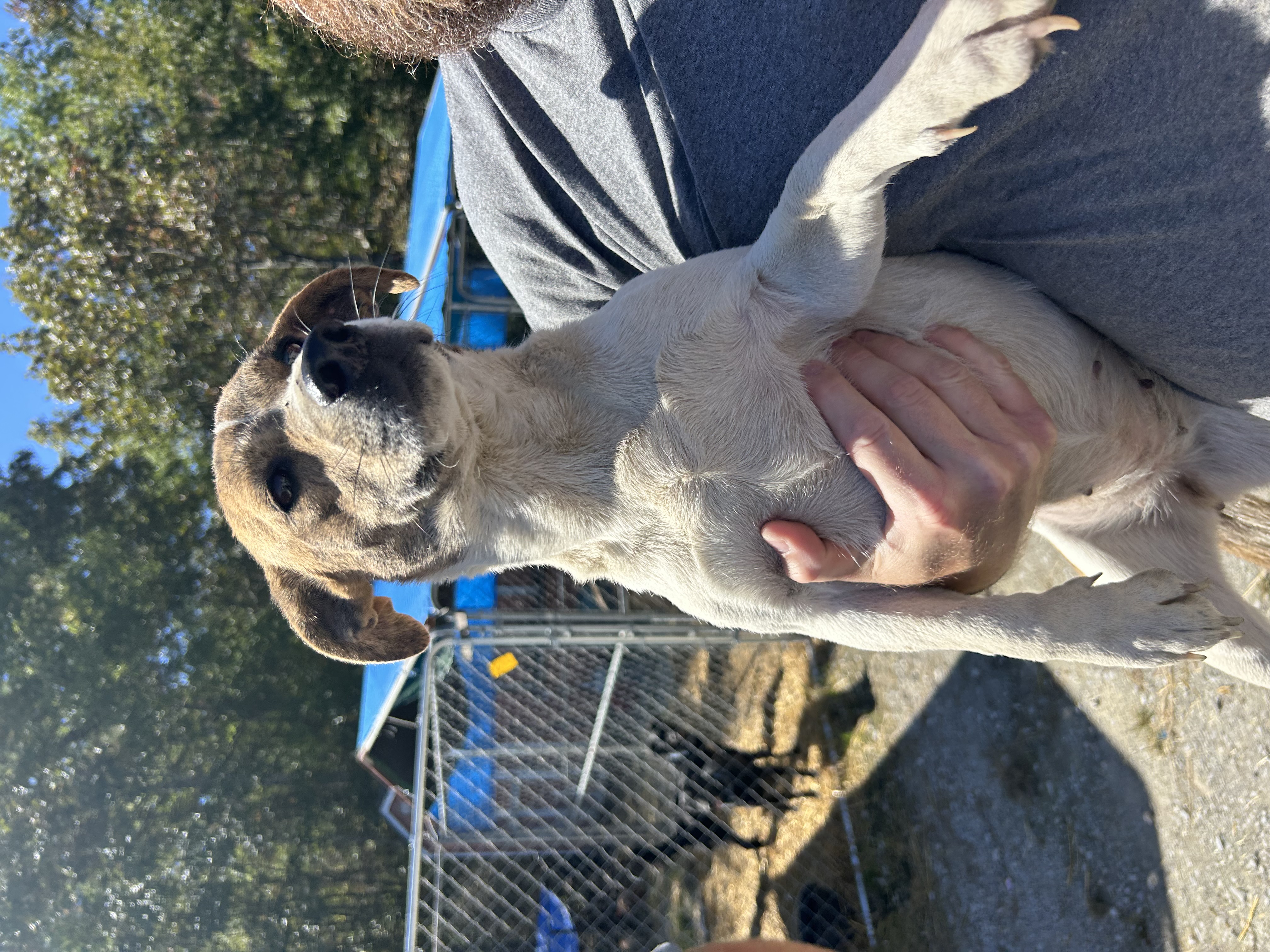 Dog for adoption Regan, a Basset Hound Mix in Manchester, TN Petfinder