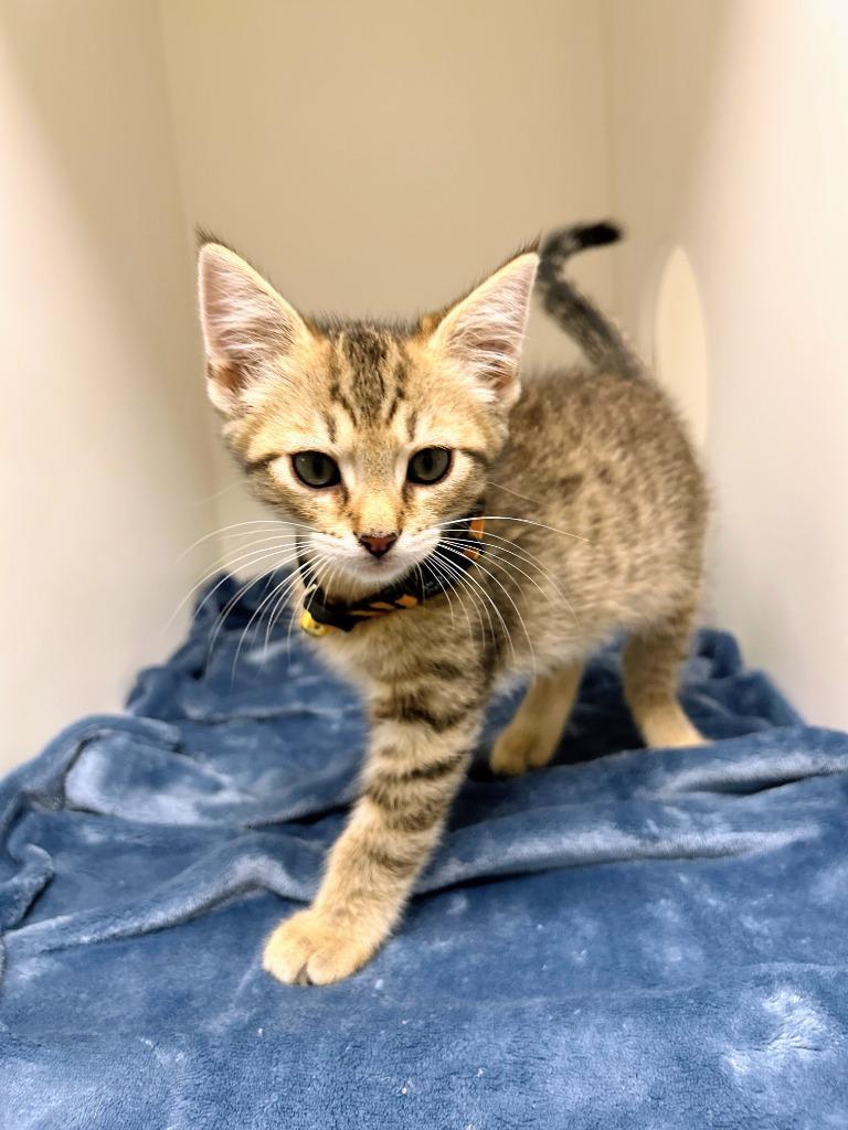 Wisp, Adoptable, Kitten Male Domestic Short Hair.