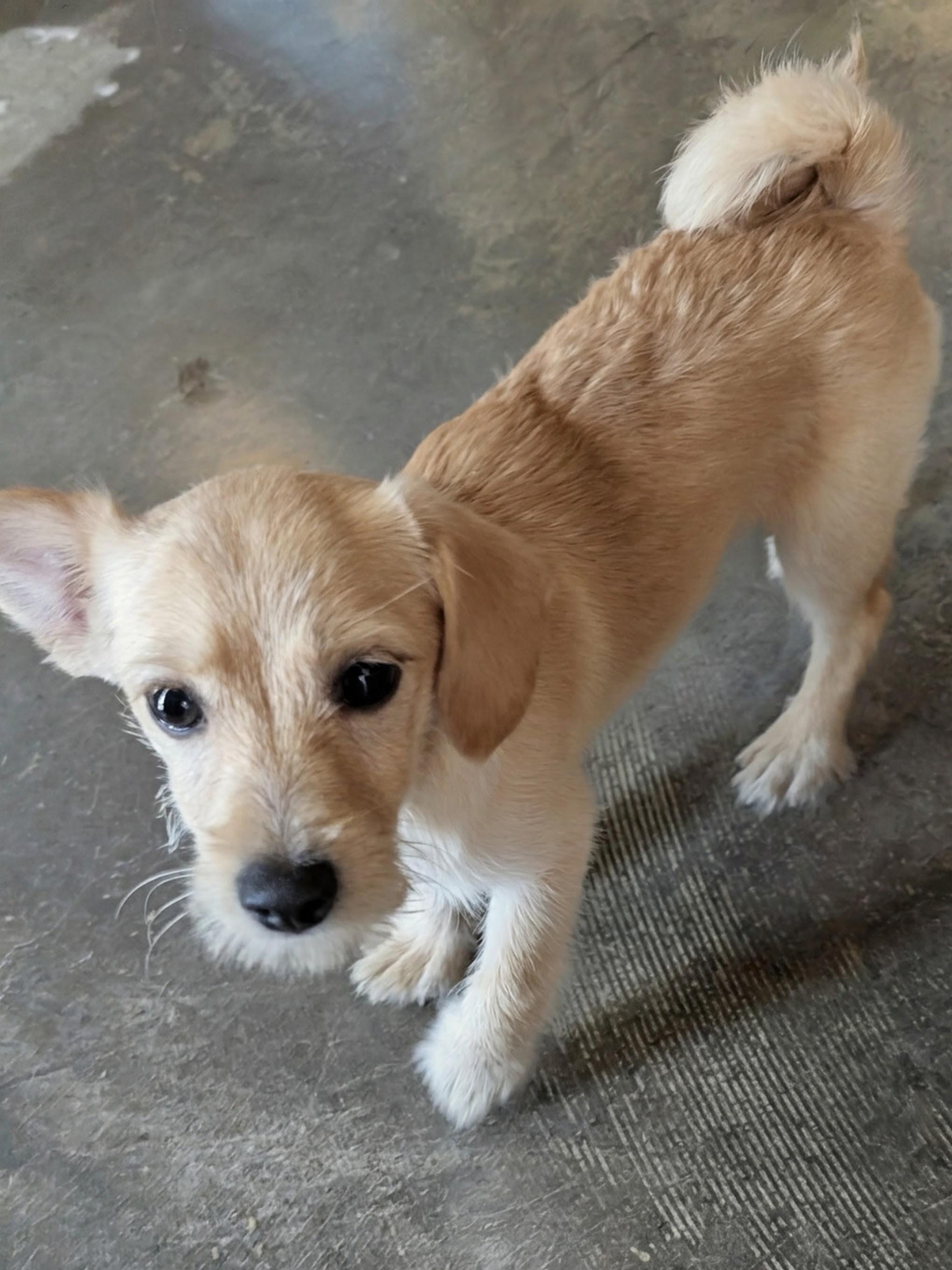 Enlarge Clark, a Adopted mixed breed in Dallas, TX image 2/6