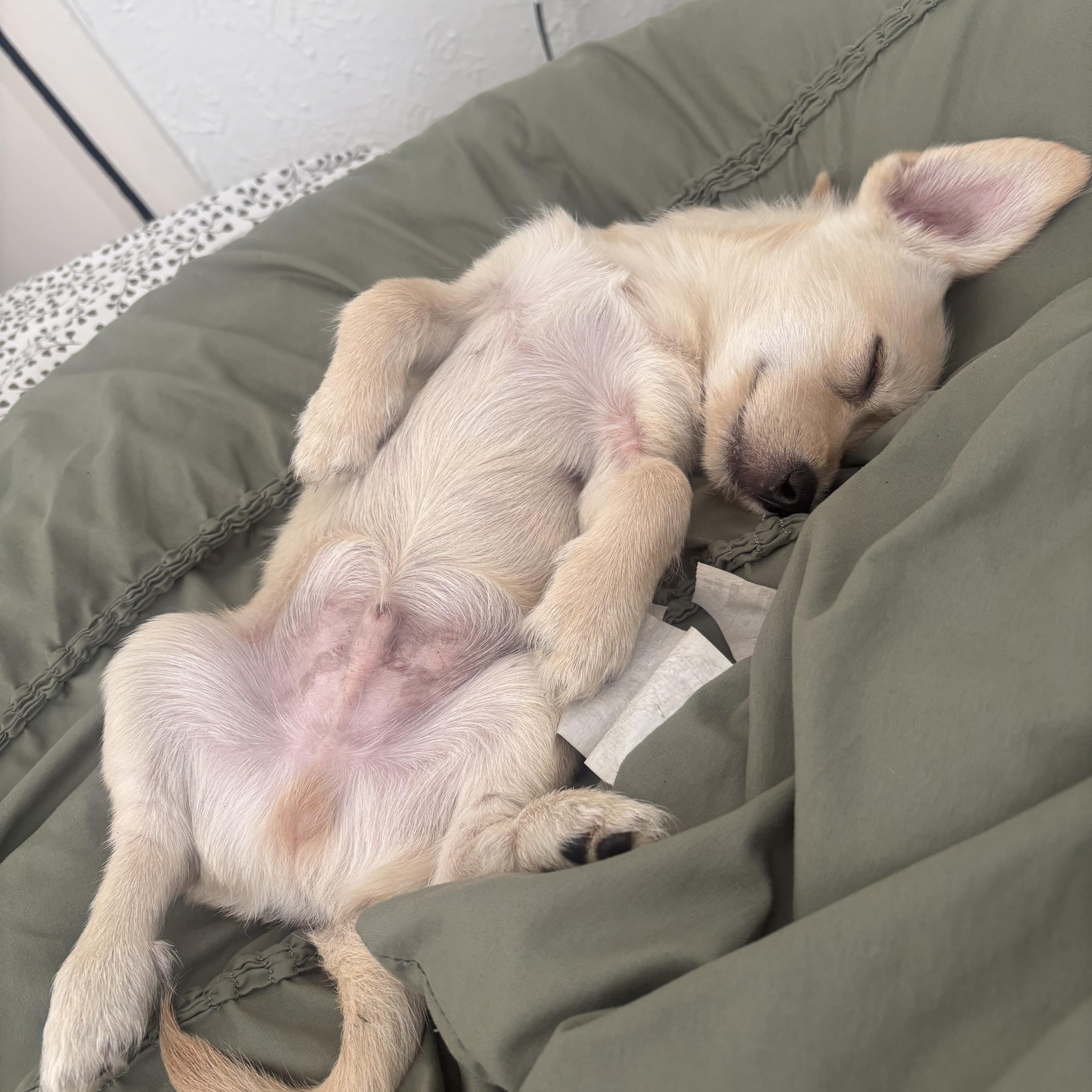 Enlarge Clark, a Adopted mixed breed in Dallas, TX image 6/6