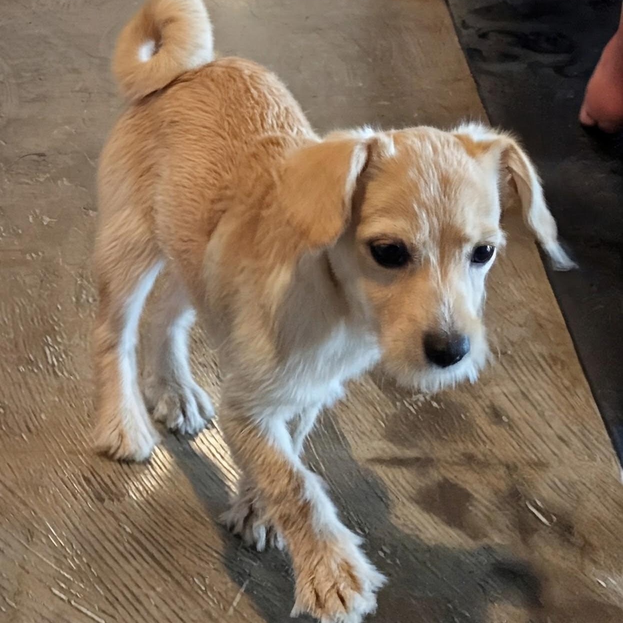 Clark, Adopted, Puppy Male Miniature Poodle & Cairn Terrier.