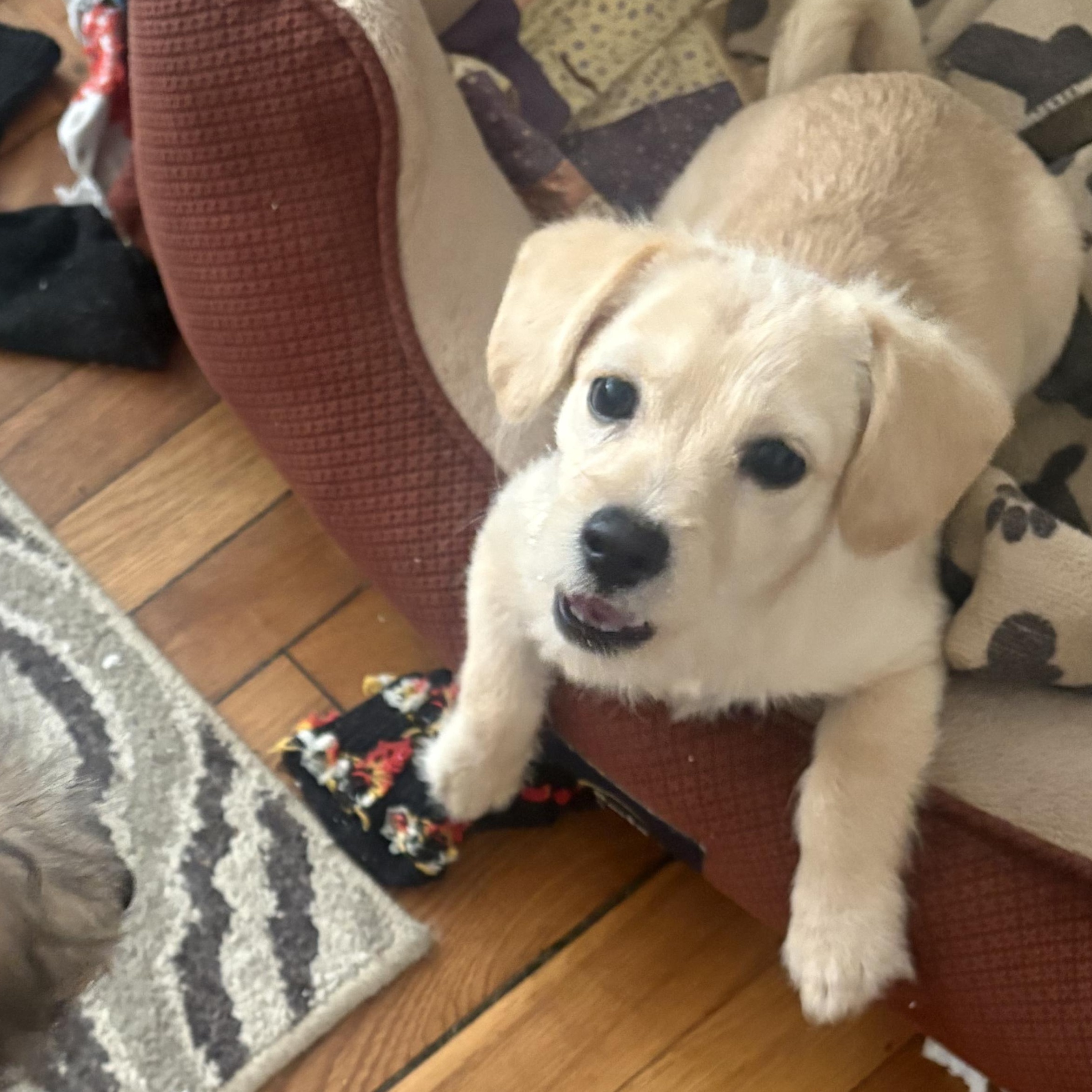 Enlarge Clark, a Adopted mixed breed in Dallas, TX image 5/6