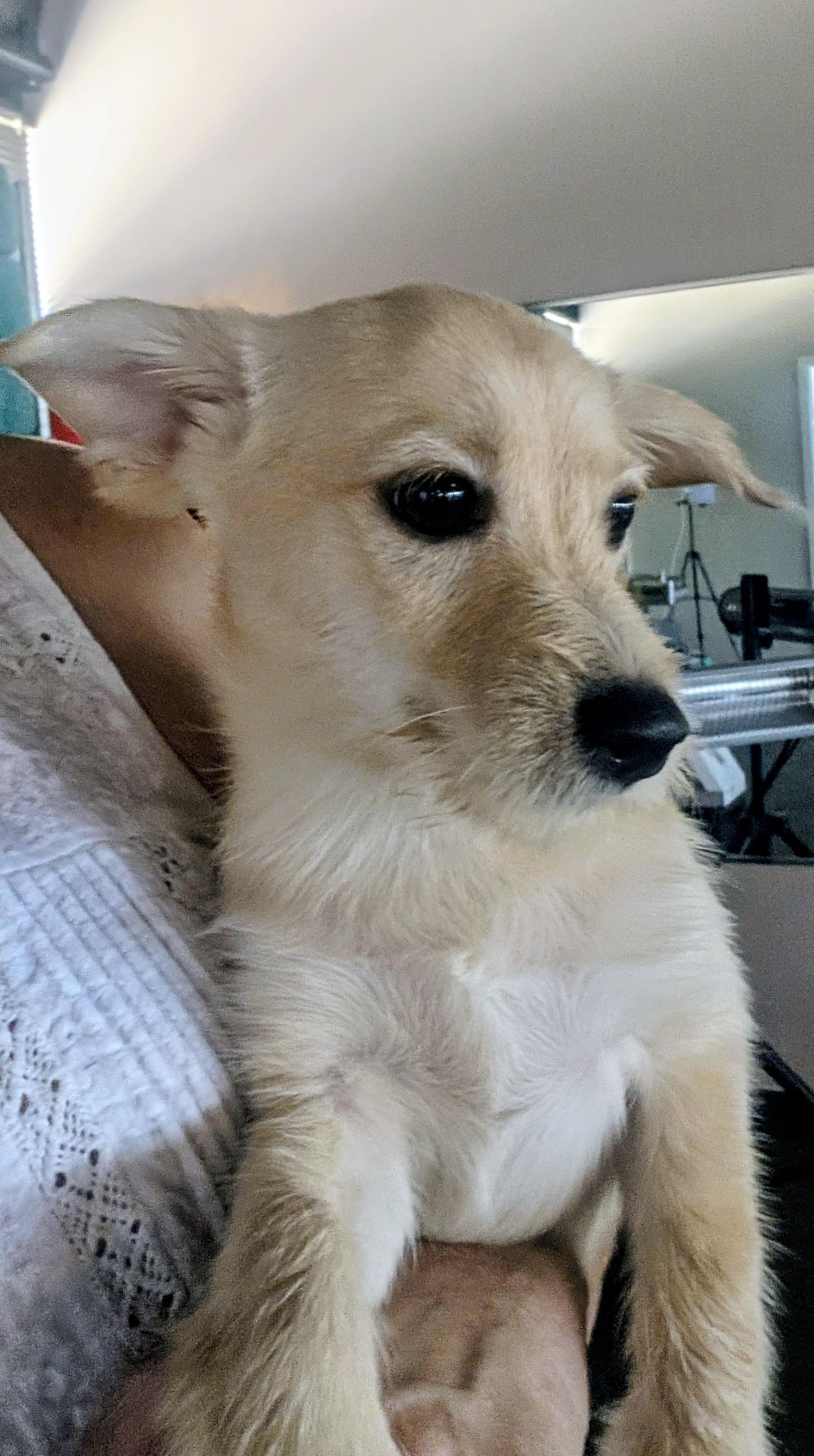 Enlarge Clark, a Adopted mixed breed in Dallas, TX image 4/6
