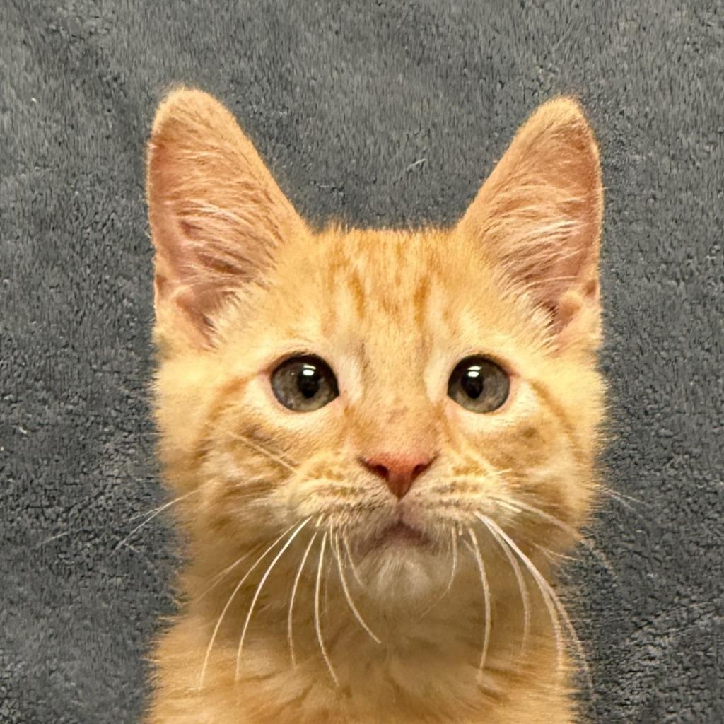 Crimson, Adoptable, Kitten Male Domestic Short Hair.