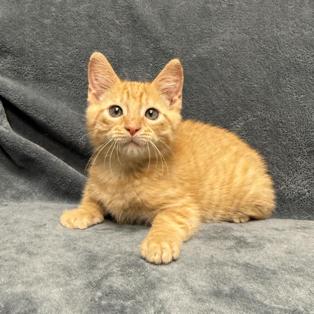 Crimson, a Adoptable mixed breed in Brenham, TX image 2/6