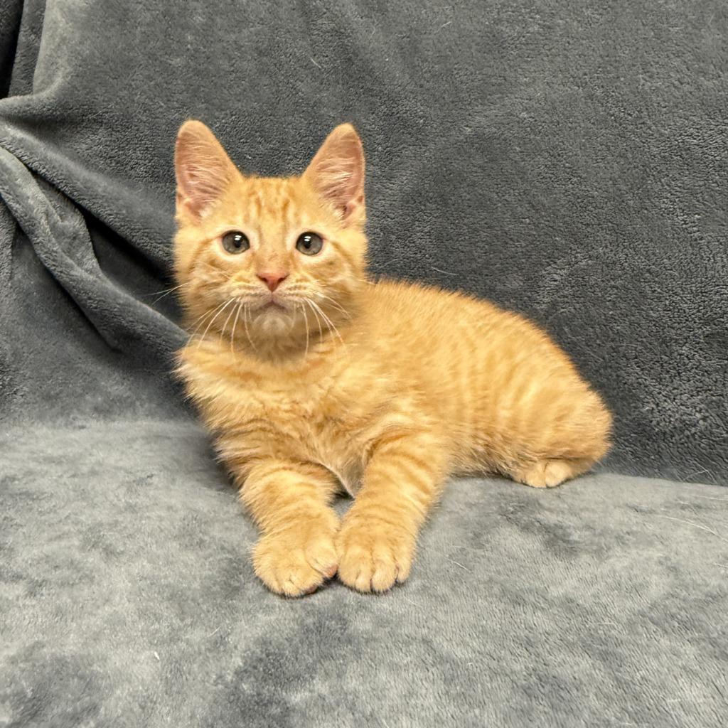 Crimson, a Adoptable mixed breed in Brenham, TX image 3/6