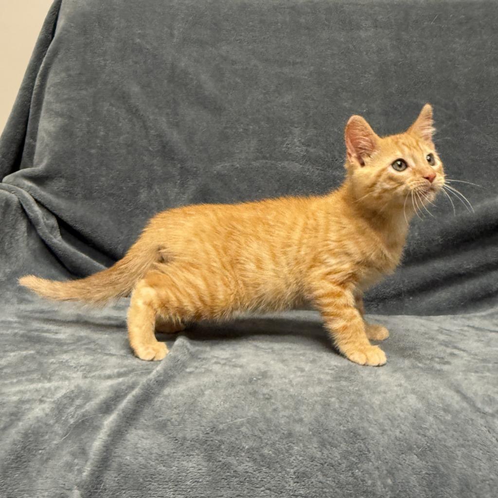 Crimson, a Adoptable mixed breed in Brenham, TX image 4/6
