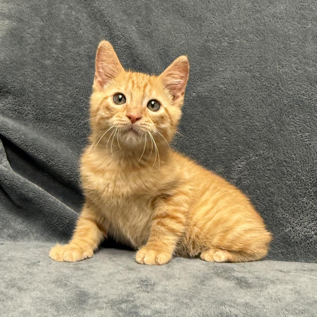 Crimson, a Adoptable mixed breed in Brenham, TX image 5/6