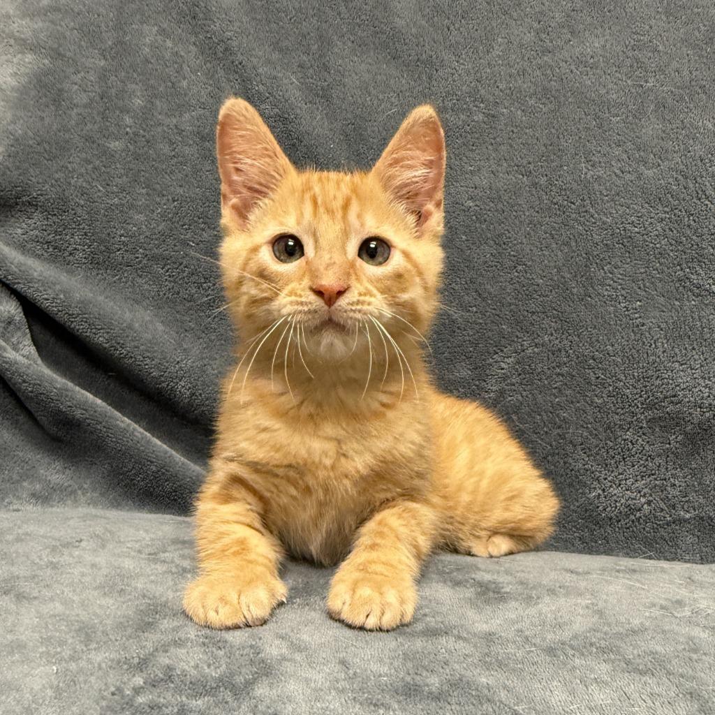 Crimson, a Adoptable mixed breed in Brenham, TX image 6/6