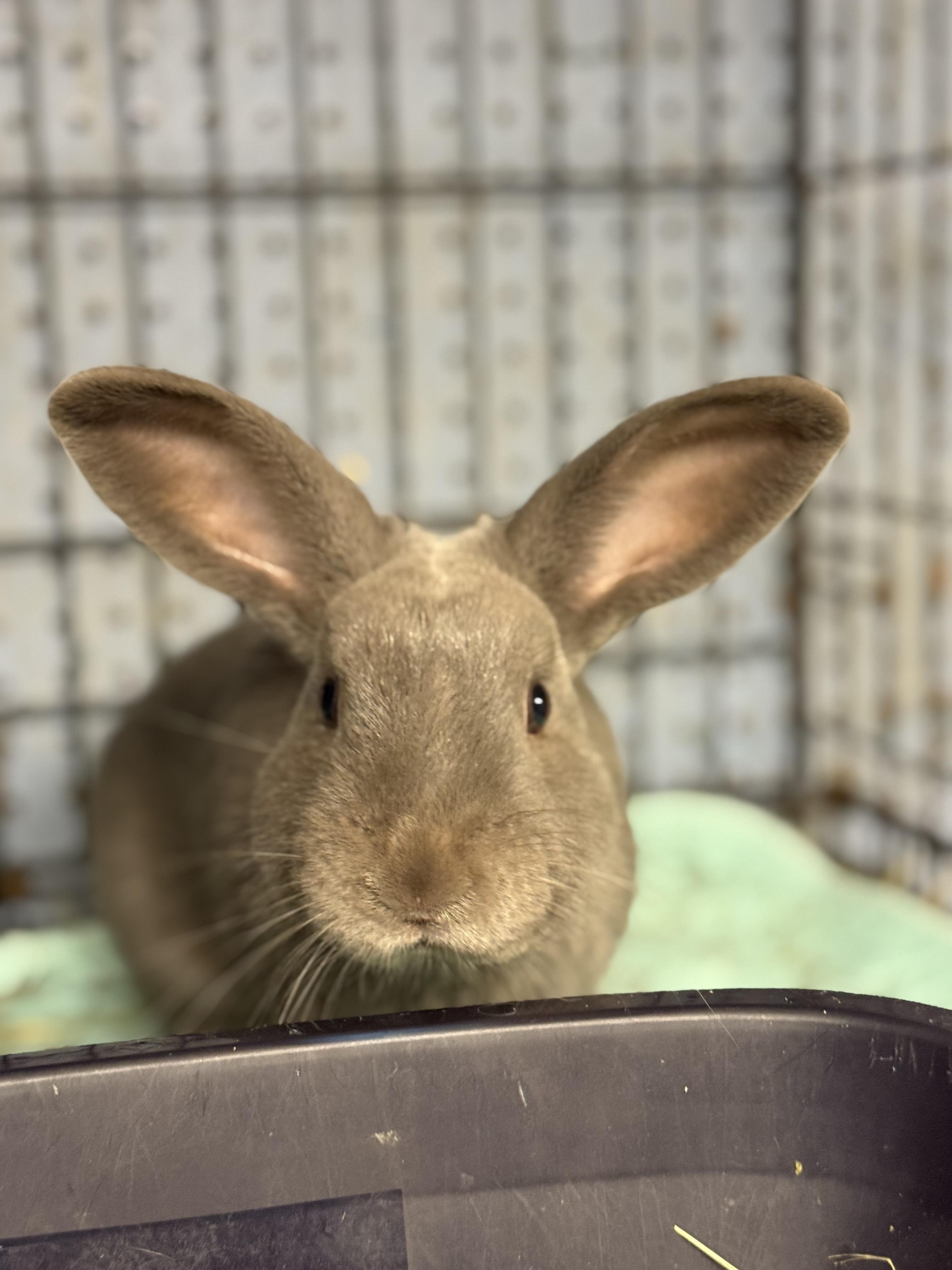 Dusty, Adoptable, Adult Male Bunny Rabbit.