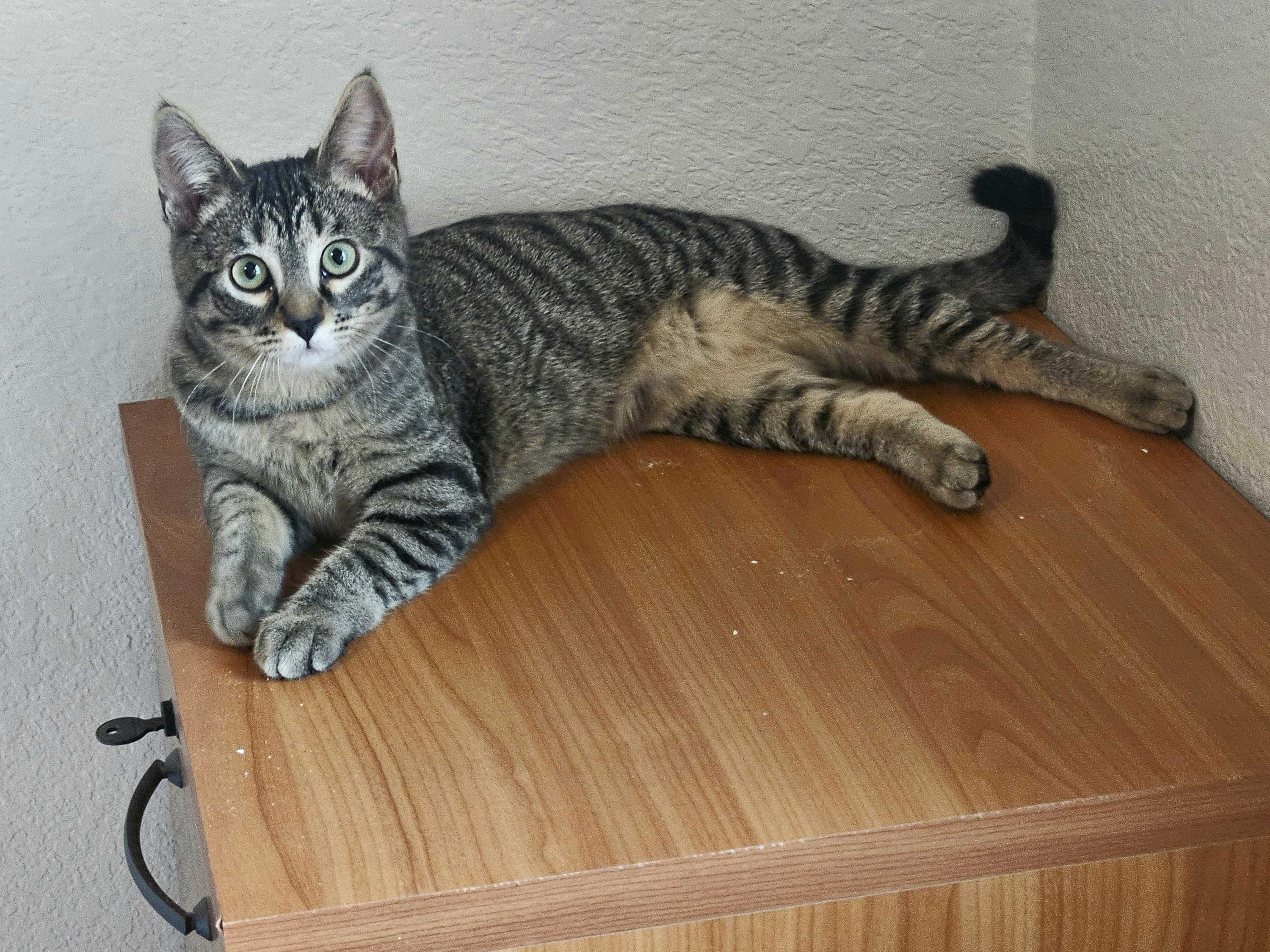 Cholla and Chicory, a Adoptable Domestic Short Hair in Seattle, WA image 3/6