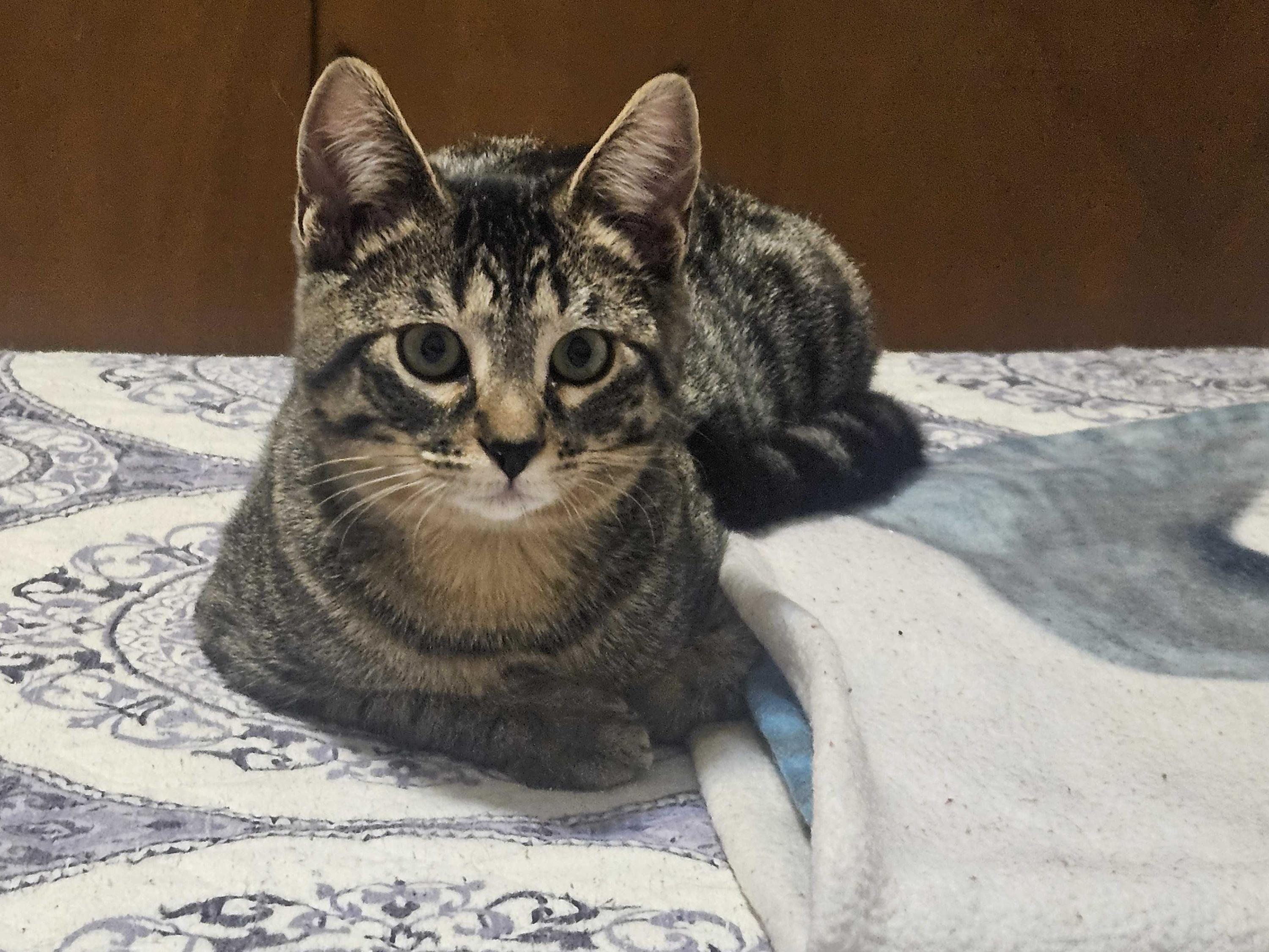 Cholla and Chicory, a Adoptable Domestic Short Hair in Seattle, WA image 5/6