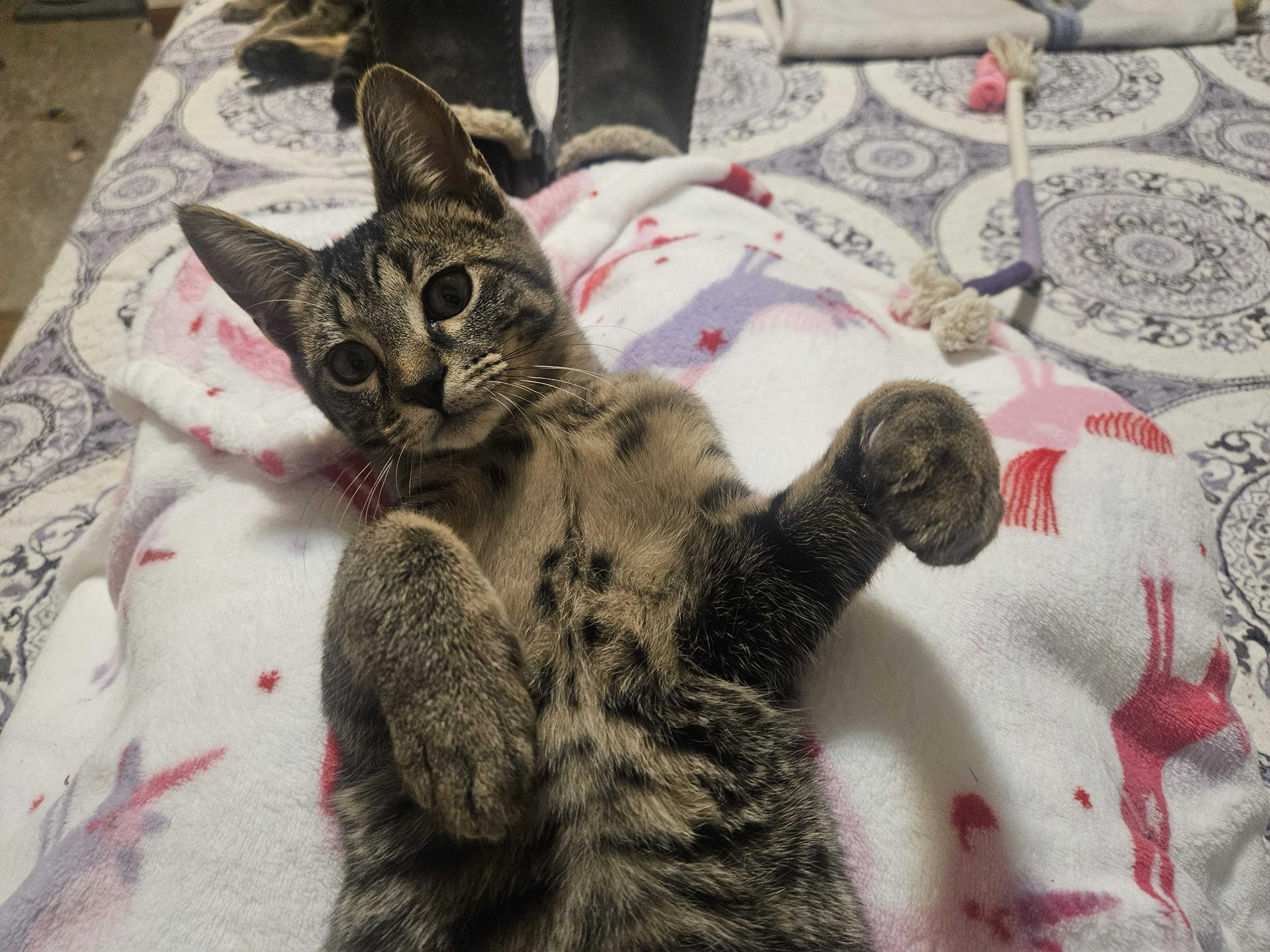 Cholla and Chicory, a Adoptable Domestic Short Hair in Seattle, WA image 4/6