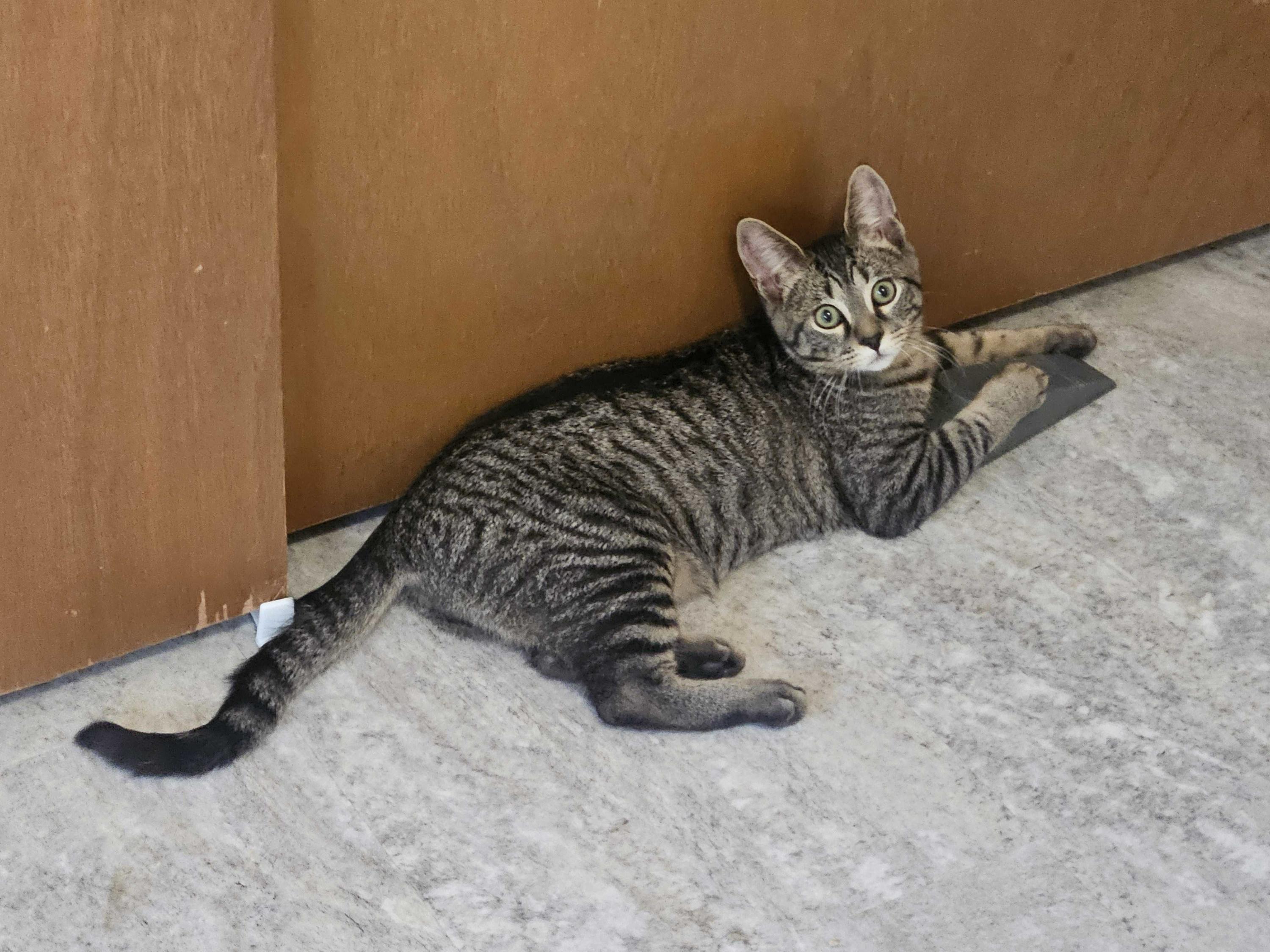Cholla and Chicory, a Adoptable Domestic Short Hair in Seattle, WA image 2/6