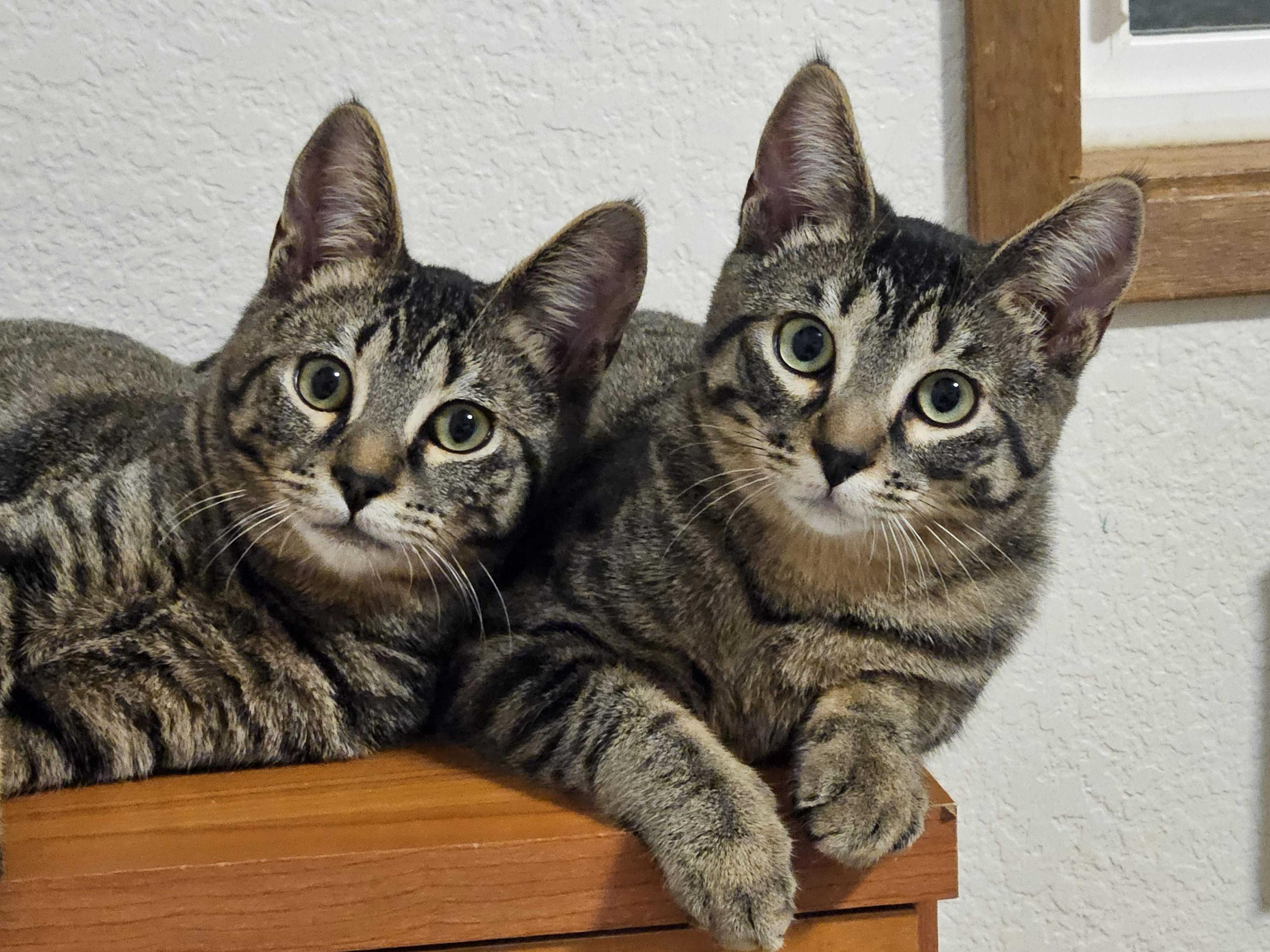 Cholla and Chicory, a Adoptable Domestic Short Hair in Seattle, WA image 1/6