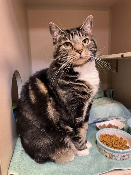 Celia, Adoptable, Senior Female Domestic Short Hair & Domestic Short Hair.