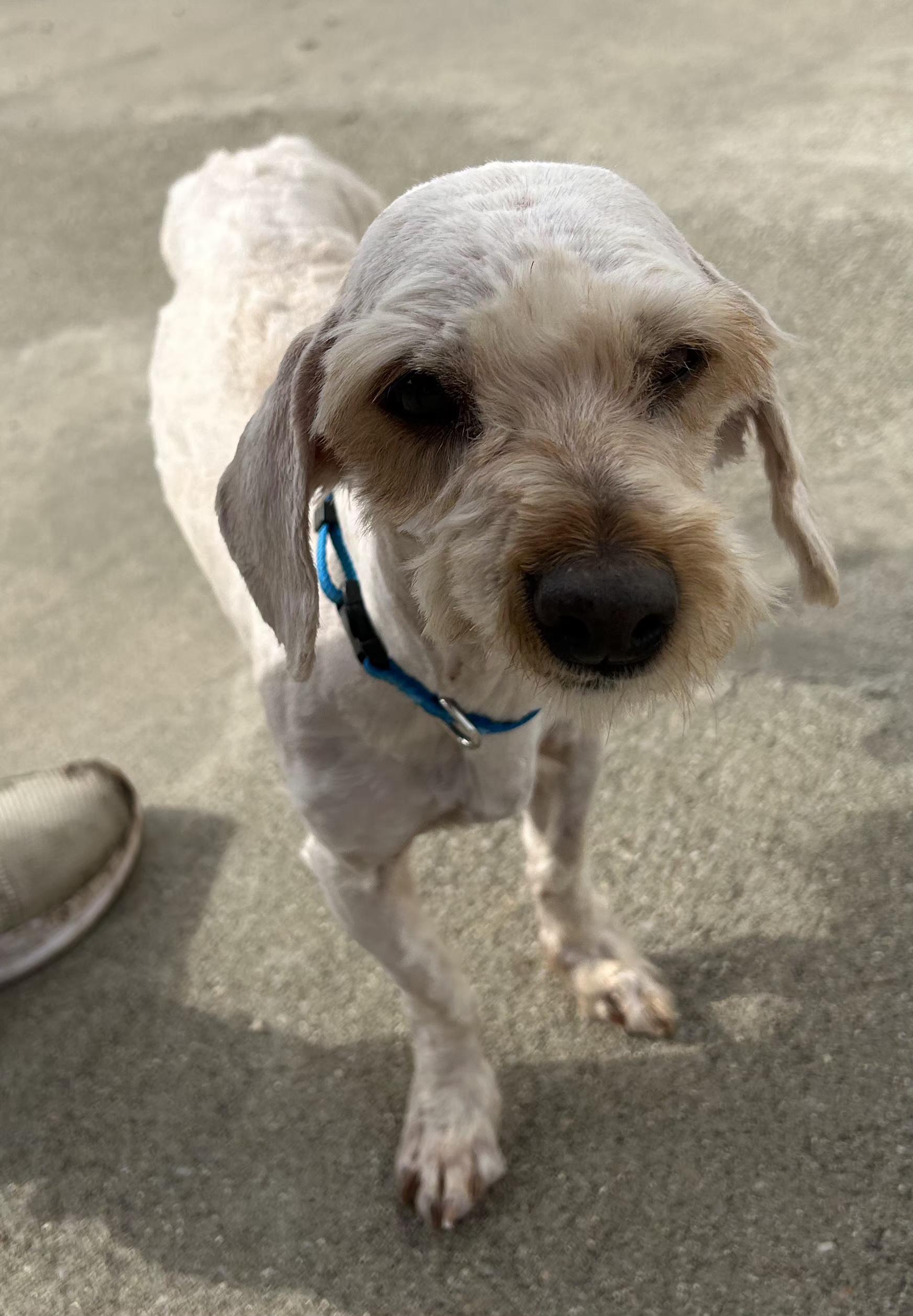Mochi, adopted, Young Male Shih Tzu & Maltese.