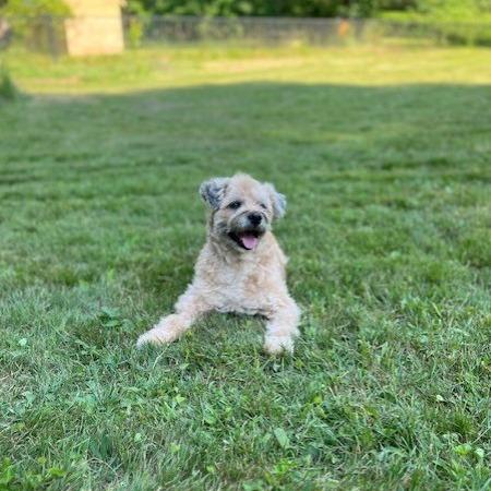 Douglas, a Adoptable mixed breed in New York, NY image 1/3