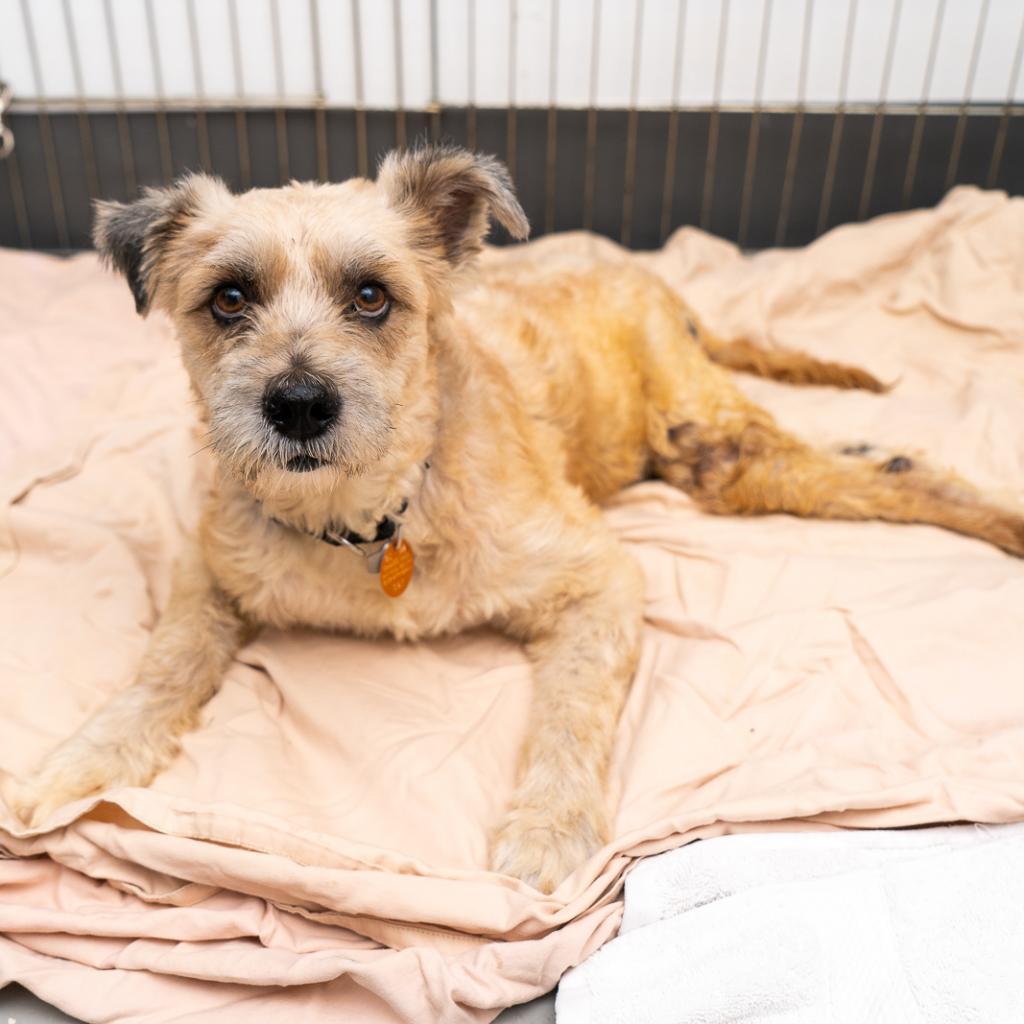 Douglas, a Adoptable mixed breed in New York, NY image 2/3