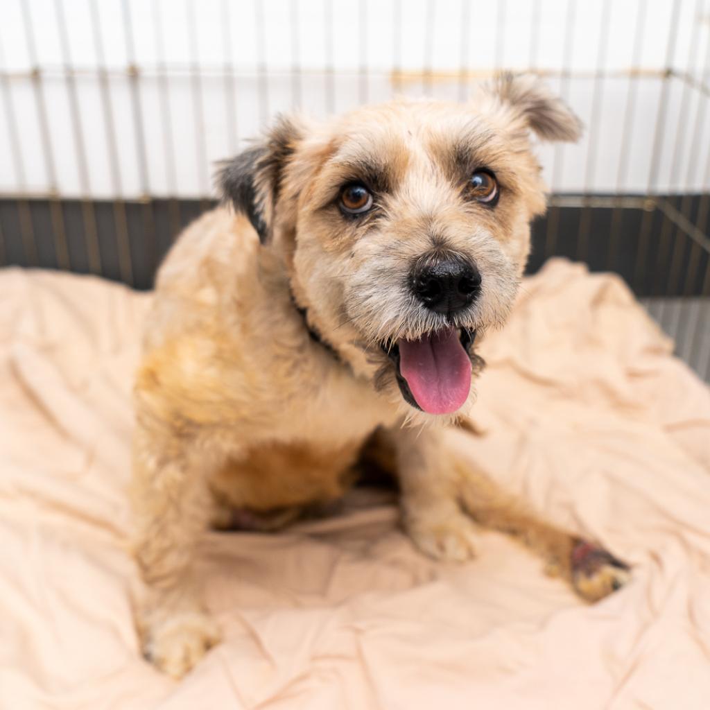 Douglas, a Adoptable mixed breed in New York, NY image 3/3