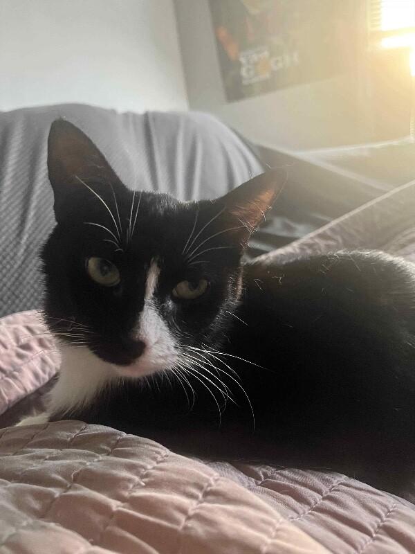 Emmy, Adoptable, Adult Female Domestic Short Hair.