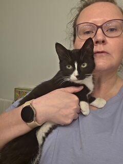 Emmy, Adoptable, Adult Female Domestic Short Hair.