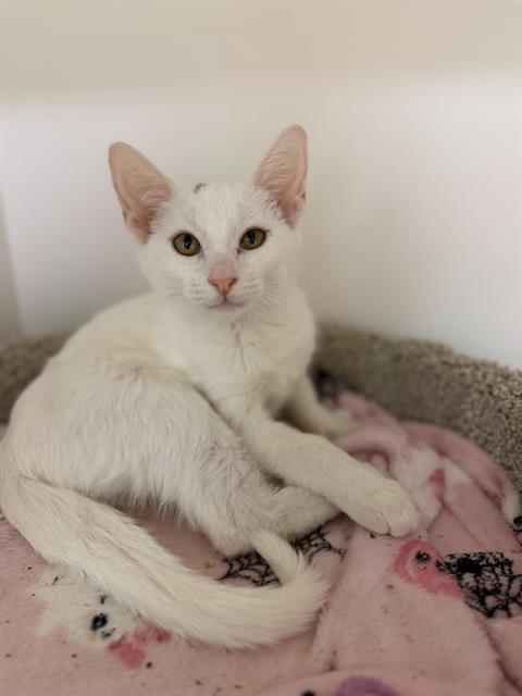 CLEOCATRA, Adoptable, Kitten Female Domestic Short Hair.