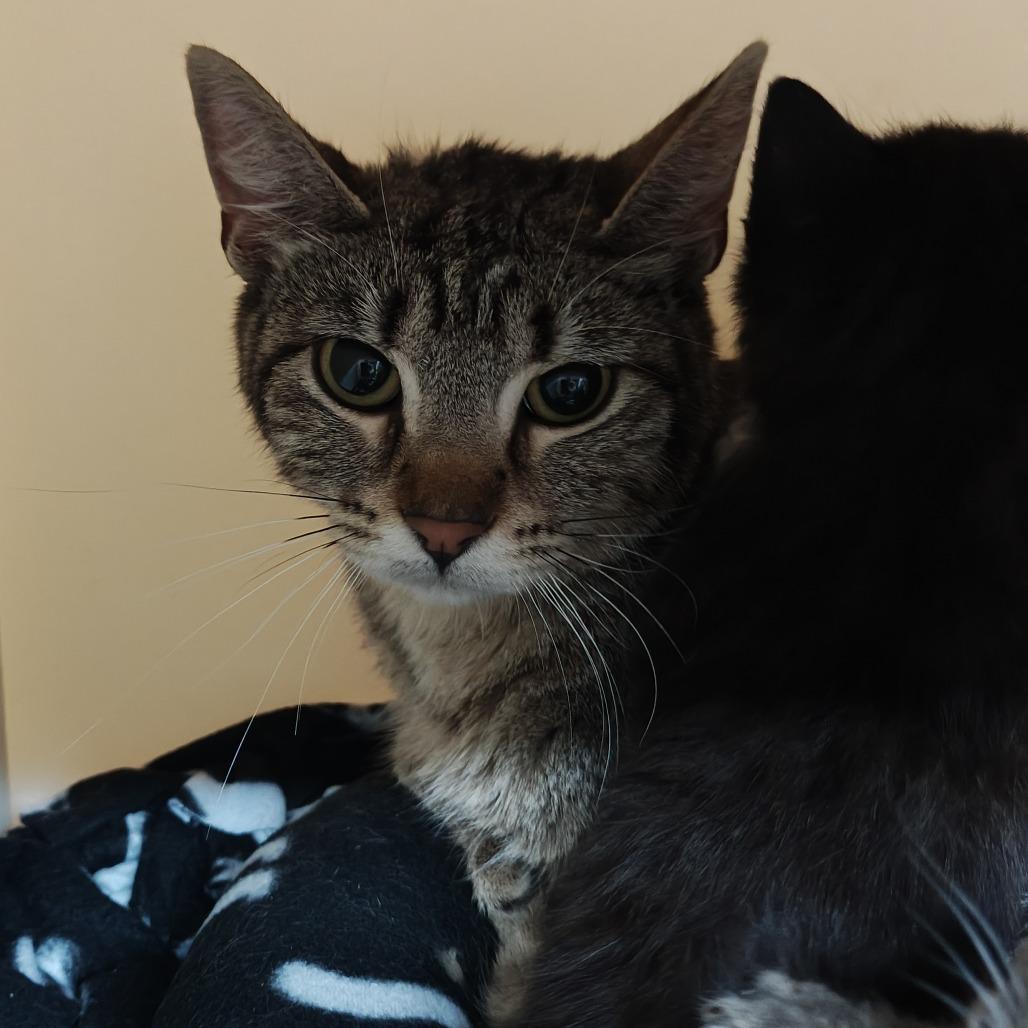 Enlarge Cotton Candy, a Adoptable Domestic Short Hair in Madison, WI image 2/4