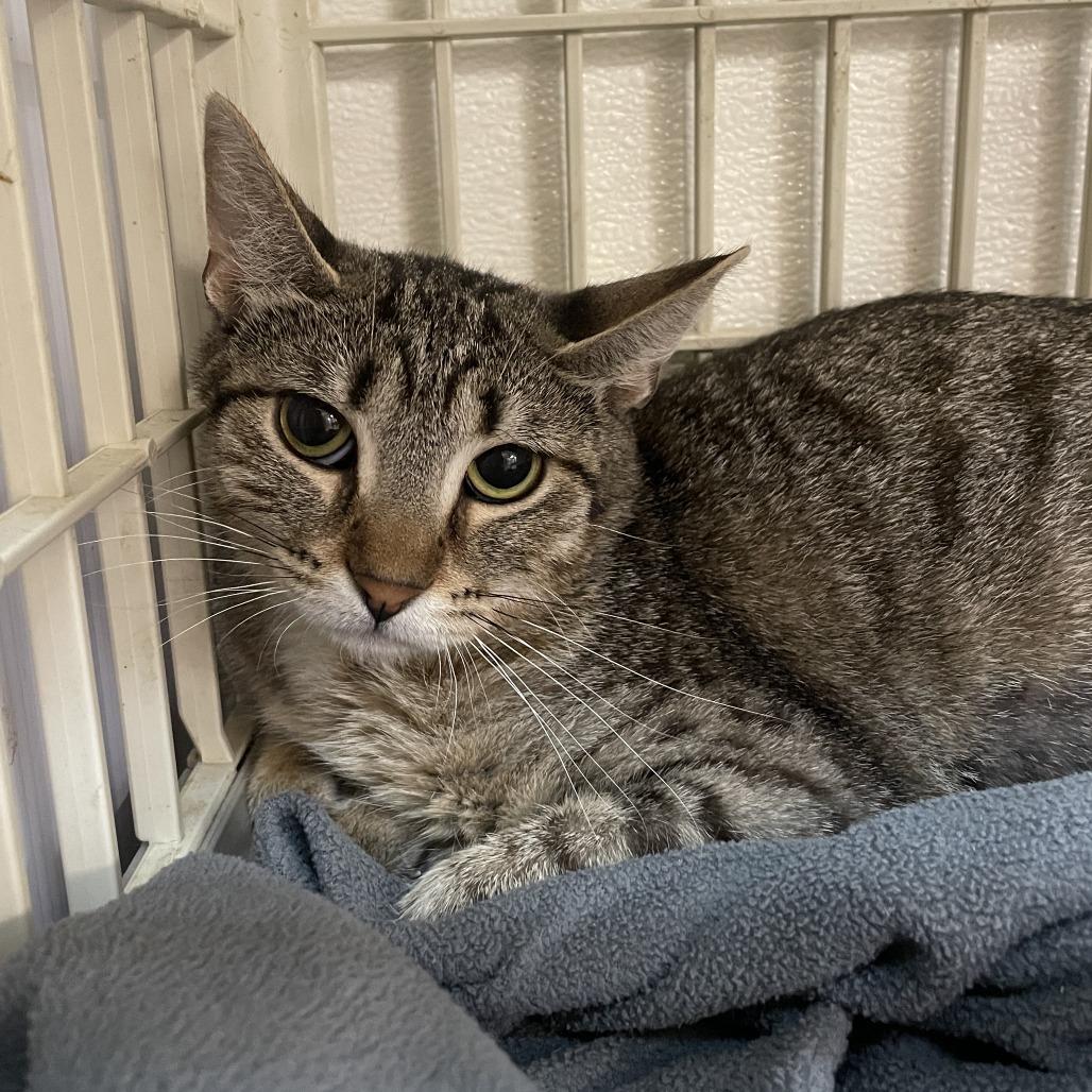 Enlarge Cotton Candy, a Adoptable Domestic Short Hair in Madison, WI image 3/4