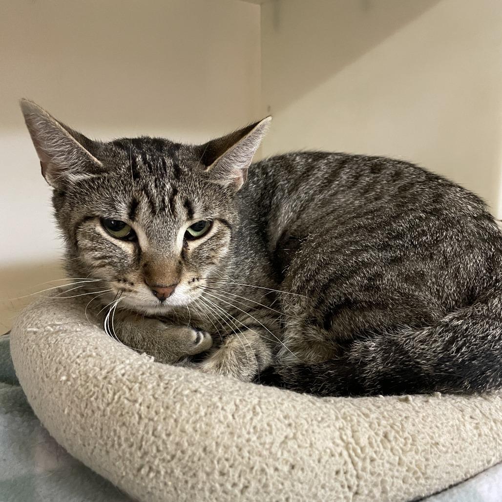 Enlarge Cotton Candy, a Adoptable Domestic Short Hair in Madison, WI image 4/4