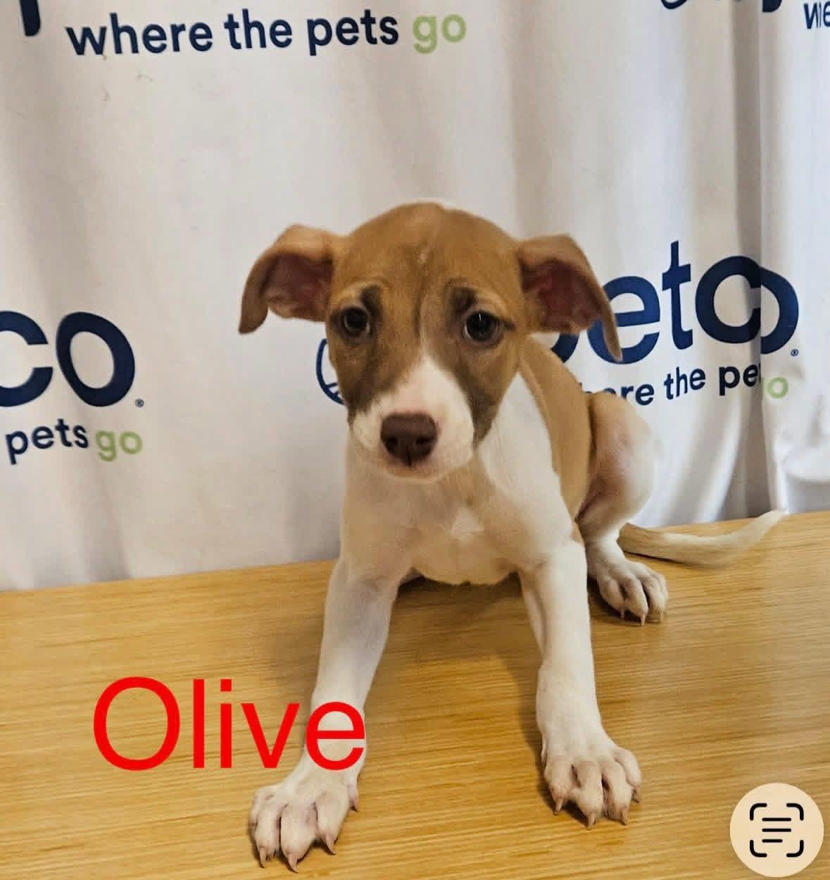 Olive, adopted, Puppy Female Terrier.