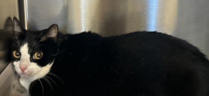 Jingles — thumbnail 2