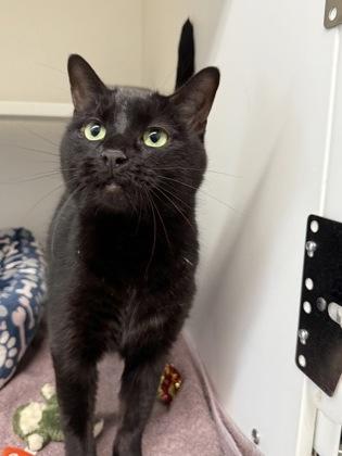 Cagney, Adoptable, Adult Female Domestic Short Hair.