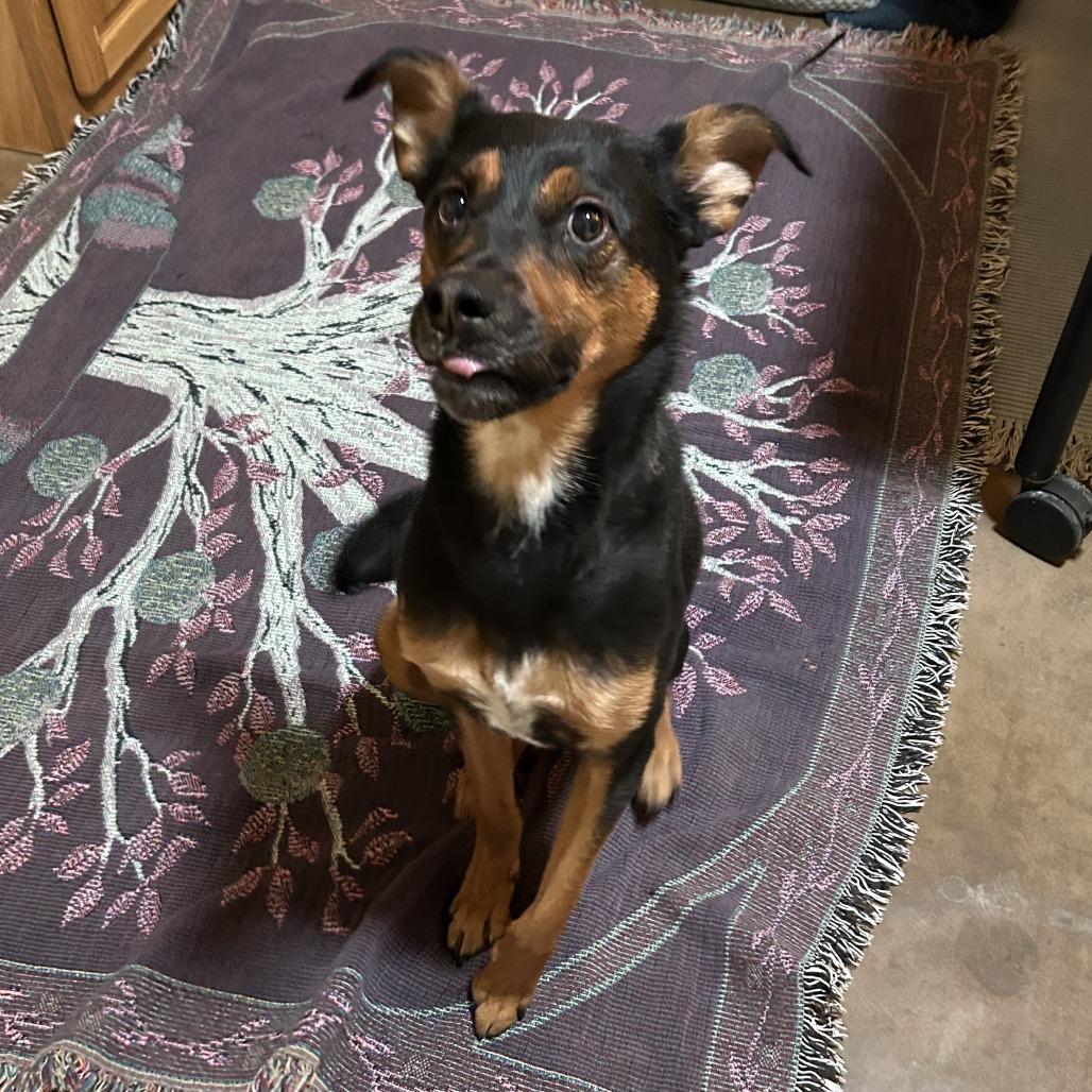 Amos - Sweet & Silly Boy! Adopt $0!, Adoptable, Adult Male Mixed Breed.