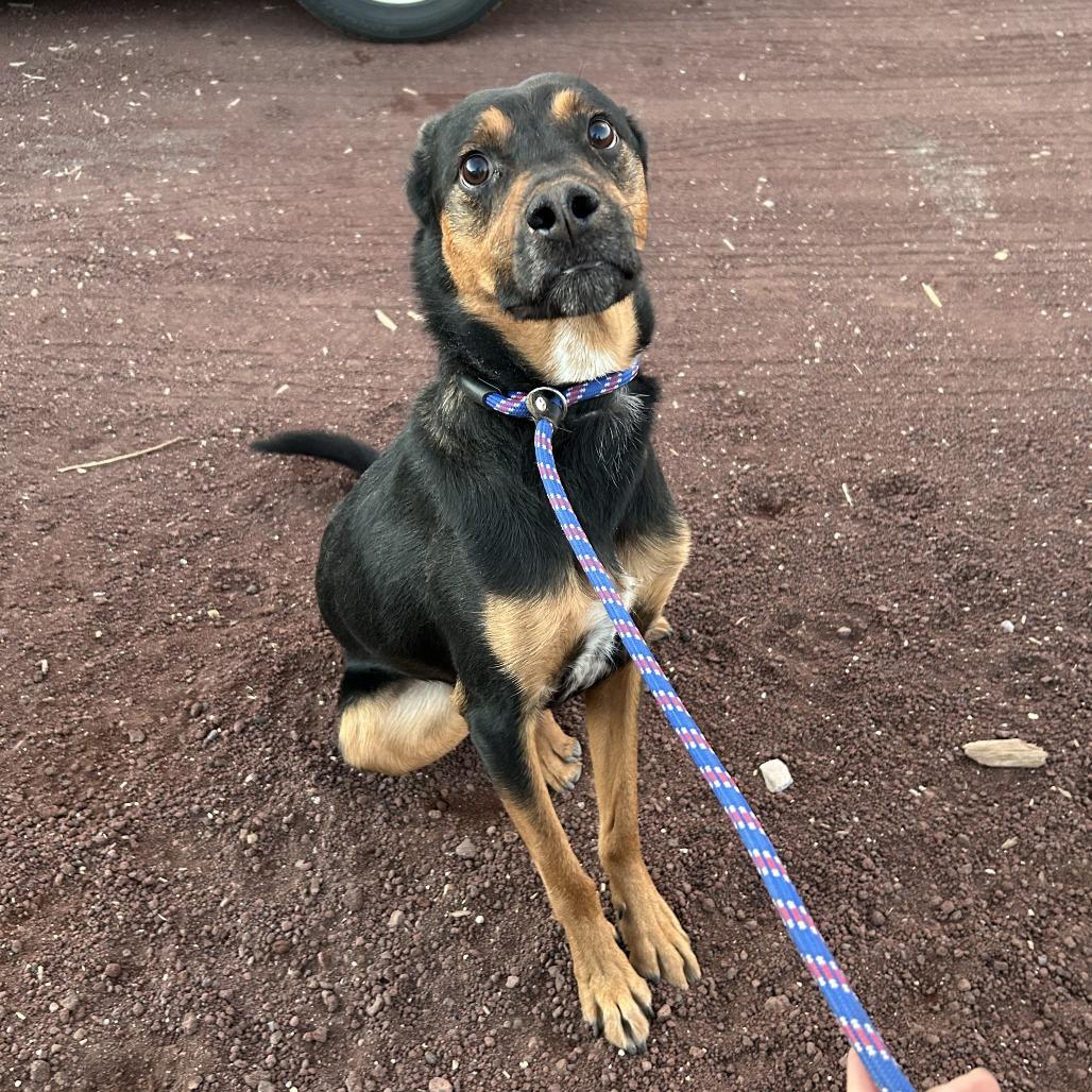 Amos - Sweet & Silly Boy! Adopt $0!, a Adoptable mixed breed in Flagstaff, AZ image 2/6