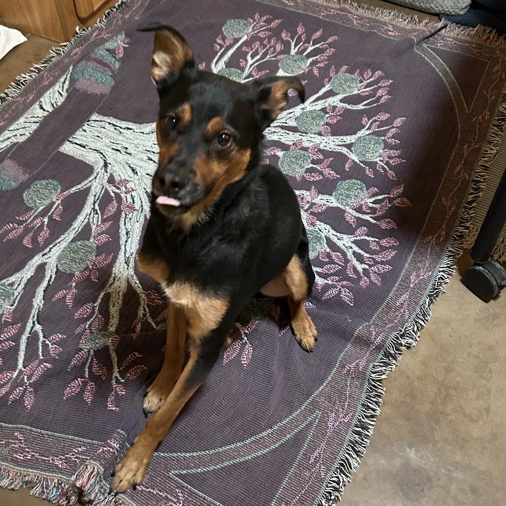 Amos - Sweet & Silly Boy! Adopt $0!, a Adoptable mixed breed in Flagstaff, AZ image 3/6