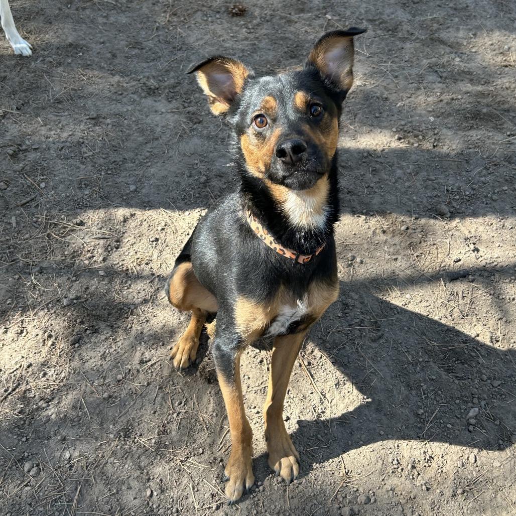 Amos - Sweet & Silly Boy! Adopt $0!, a Adoptable mixed breed in Flagstaff, AZ image 4/6