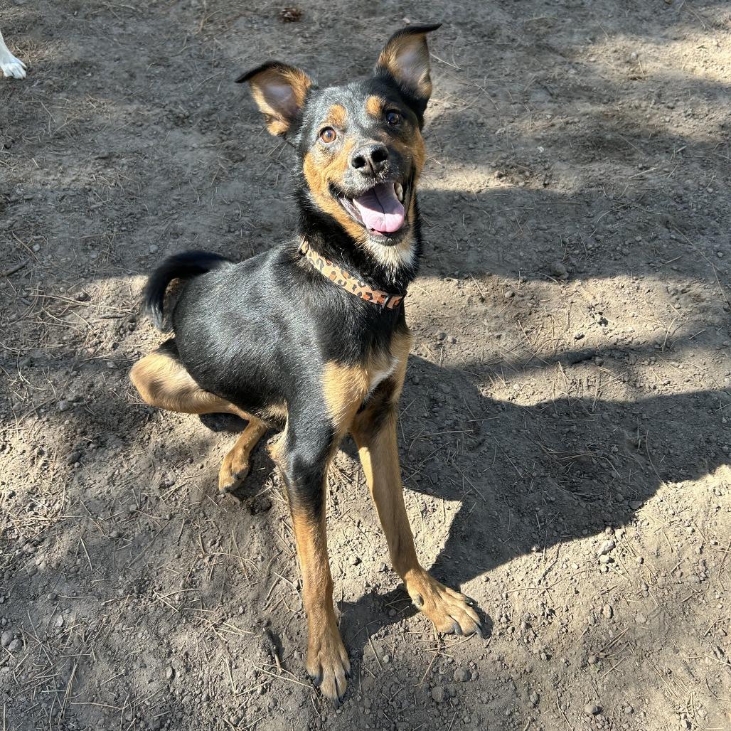 Amos - Sweet & Silly Boy! Adopt $0!, a Adoptable mixed breed in Flagstaff, AZ image 5/6