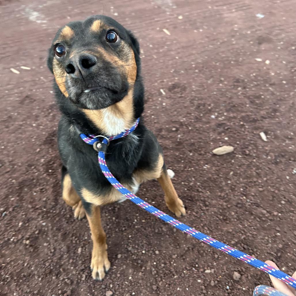 Amos - Sweet & Silly Boy! Adopt $0!, a Adoptable mixed breed in Flagstaff, AZ image 6/6