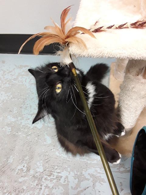 Enlarge Dustin, a Adoptable mixed breed in Kodiak, AK image 1/6