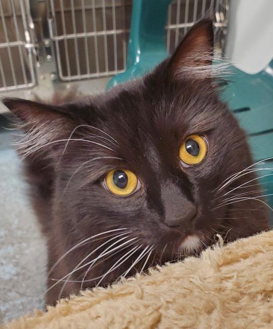 Enlarge Dustin, a Adoptable mixed breed in Kodiak, AK image 2/6