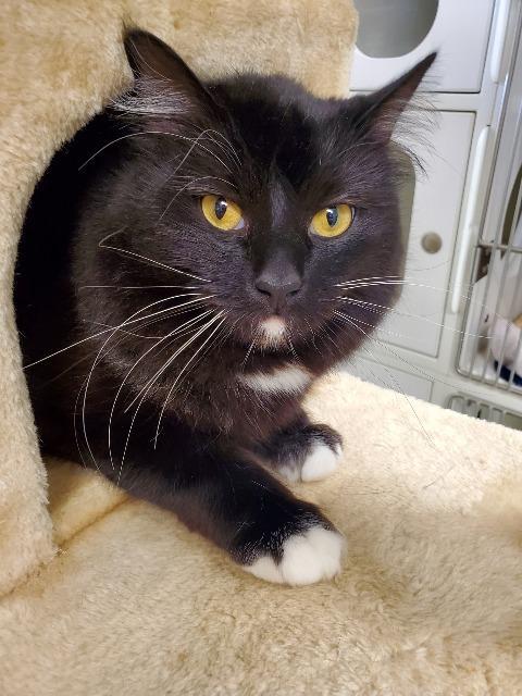 Enlarge Dustin, a Adoptable mixed breed in Kodiak, AK image 4/6